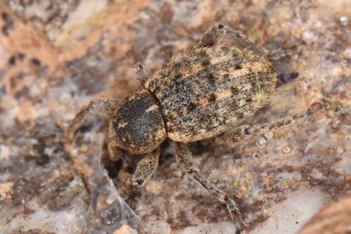 Réf. 279 275 : Brachypera crinita